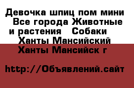 Девочка шпиц пом мини - Все города Животные и растения » Собаки   . Ханты-Мансийский,Ханты-Мансийск г.